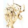 SMALL TREE