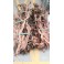 Ramas Twist Root