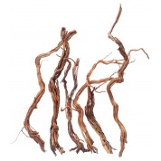 Ramas Twist Root