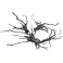 Rasamala Black