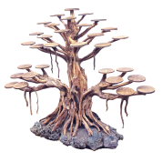 Bonsai Rasamala